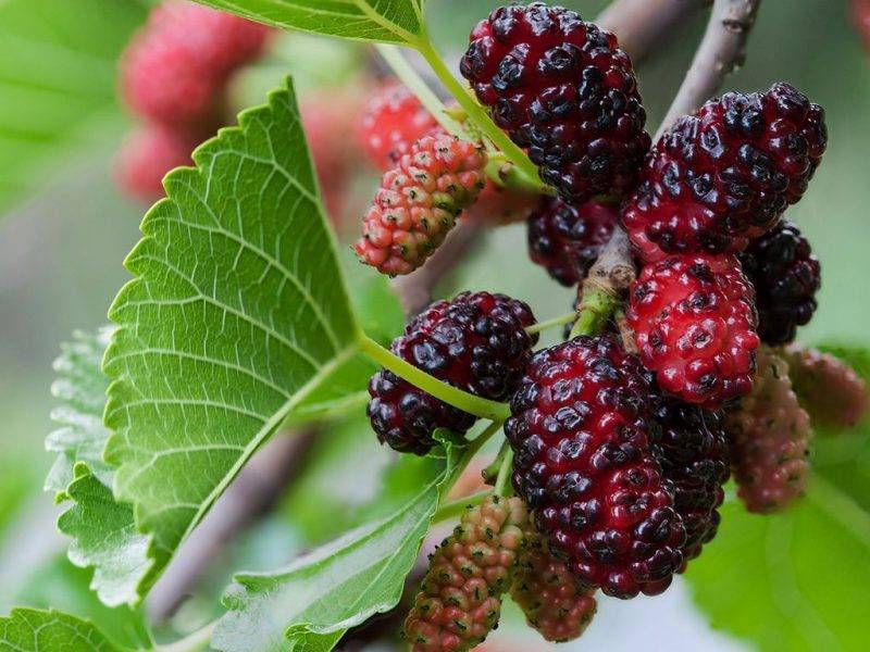 Шелковица купить саженцы из питомнике в Котласе