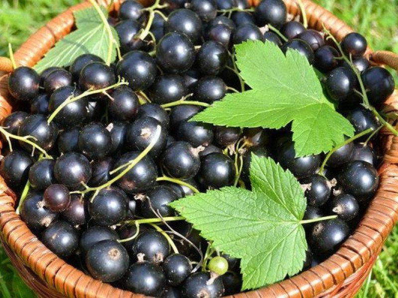 Смородина купить саженцы из питомника в Котласе