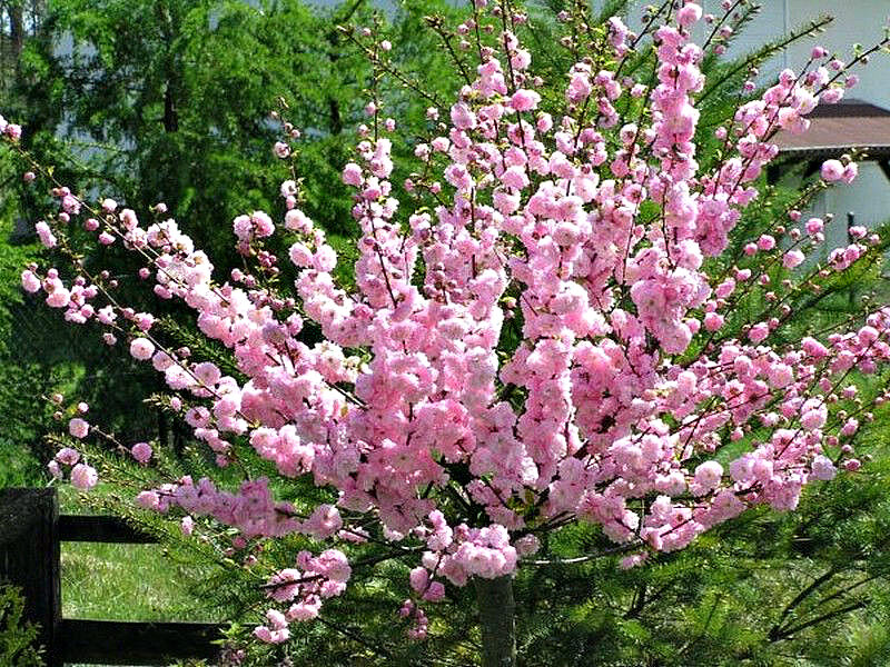 Миндаль купить саженцы из питомника в Котласе