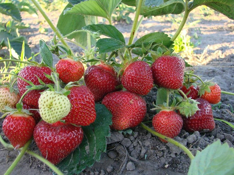 Клубника купить саженцы из питомника в Котласе