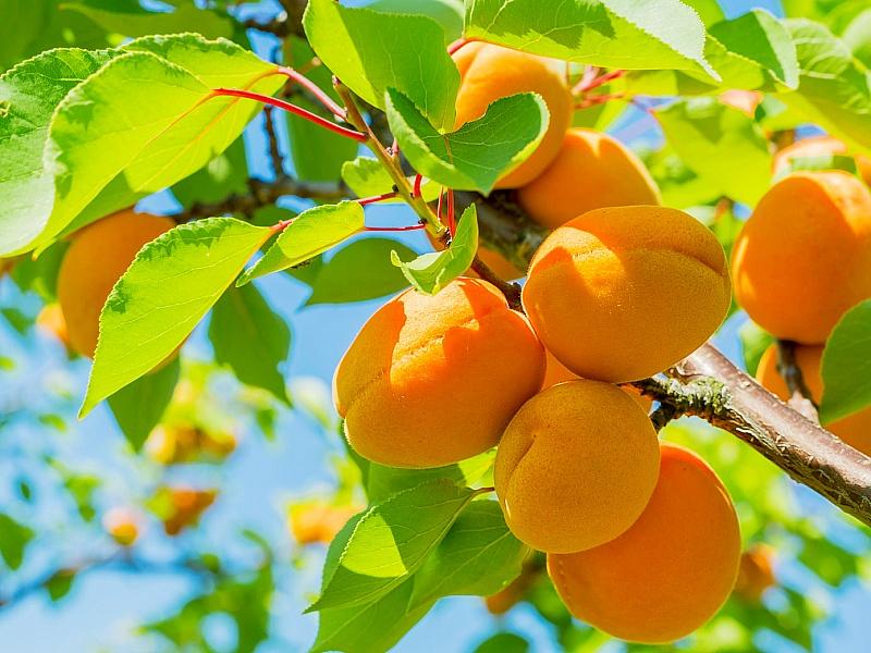 Абрикос купить саженцы из питомнике в Котласе
