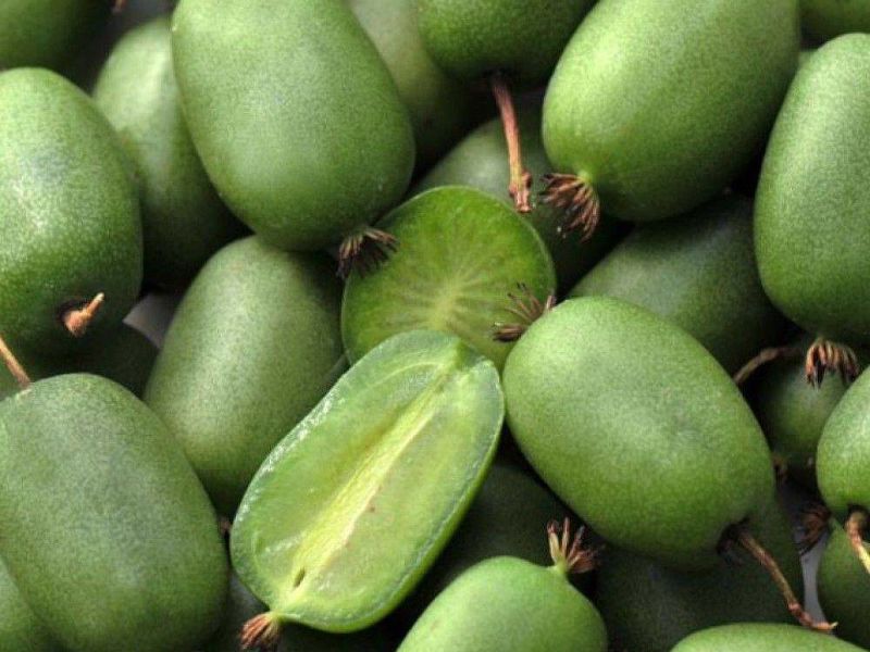 Актинидия купить саженцы из питомнике в Котласе