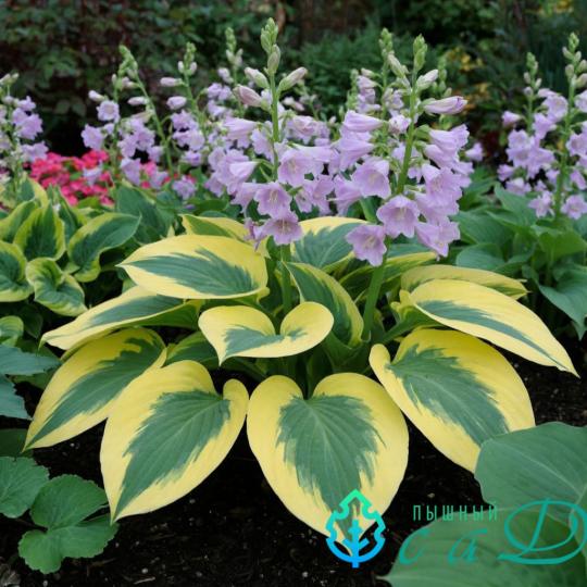 Хоста "ЛИБЕРТИ"