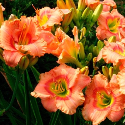 Лилейник "ЭЛЕГАНТ КЭНДИ"