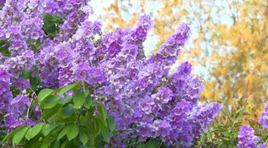 Лагерстрёмия индийская Lagerstroemia floribunda
