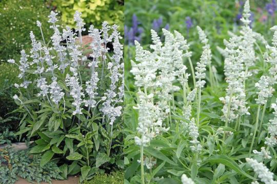Шалфей (Сальвия) Виктория Вайт