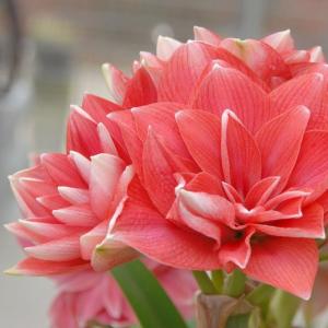 Амариллис Дабл Дрим