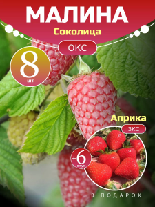 Малина Соколица комплект саженцев 8 шт + клубника Априка
