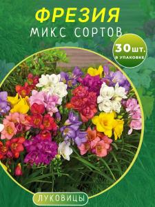 Фрезия микс 30 штук