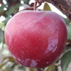 Слива "ГОЛЛИВУД"