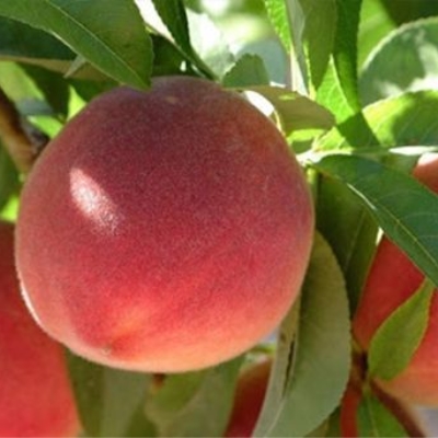 Персик "РОЯЛ ВИ" поздний  (срок созревания сентябрь-октябрь)
